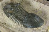 Bargain, Paralejurus Trilobite - Atchana, Morocco #119029-5